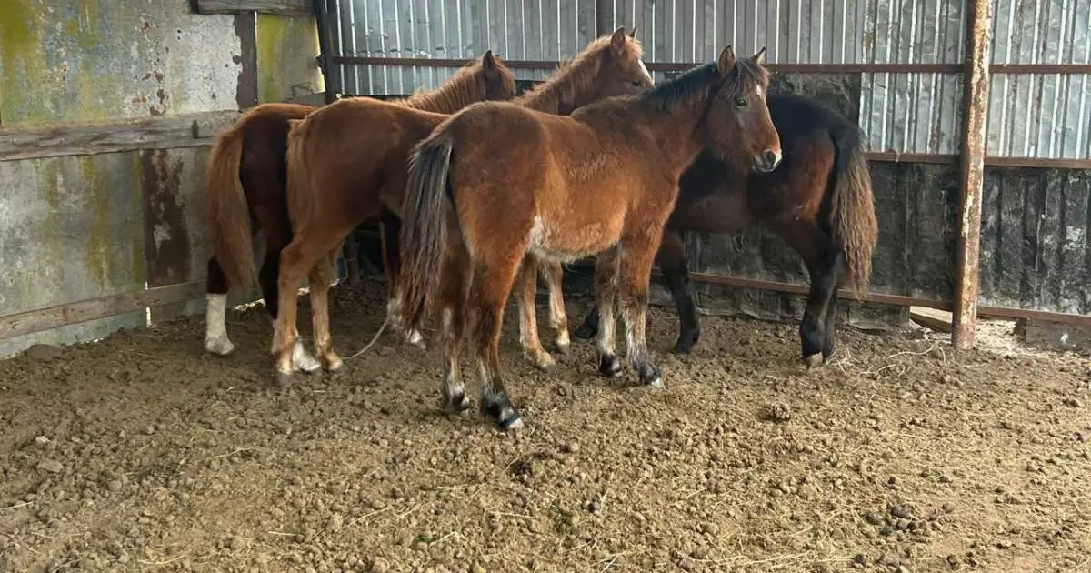  Ақтөбе облысында ауыл тұрғыны қарызынан құтылу үшін жылқы ұрлаған 