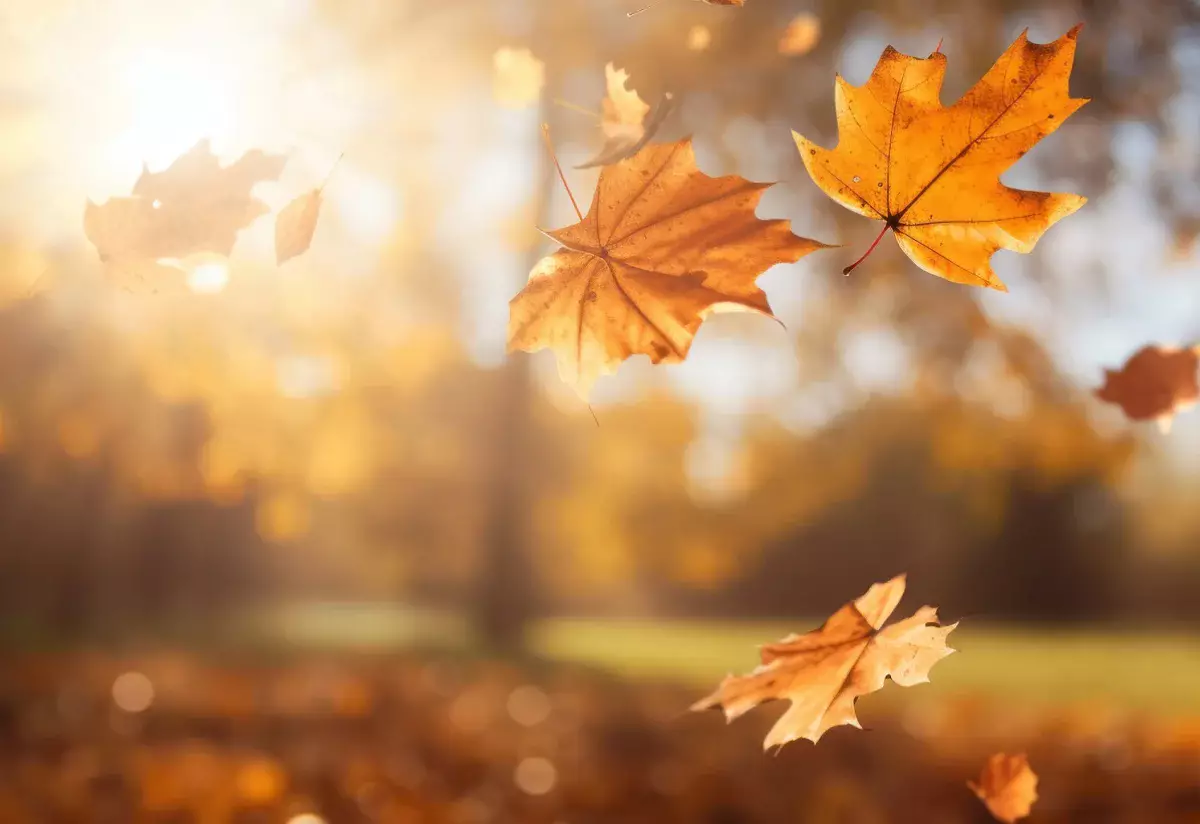 Осенний лист, залетевший в рот пенсионеру, обошелся ему в 174 000 тенге