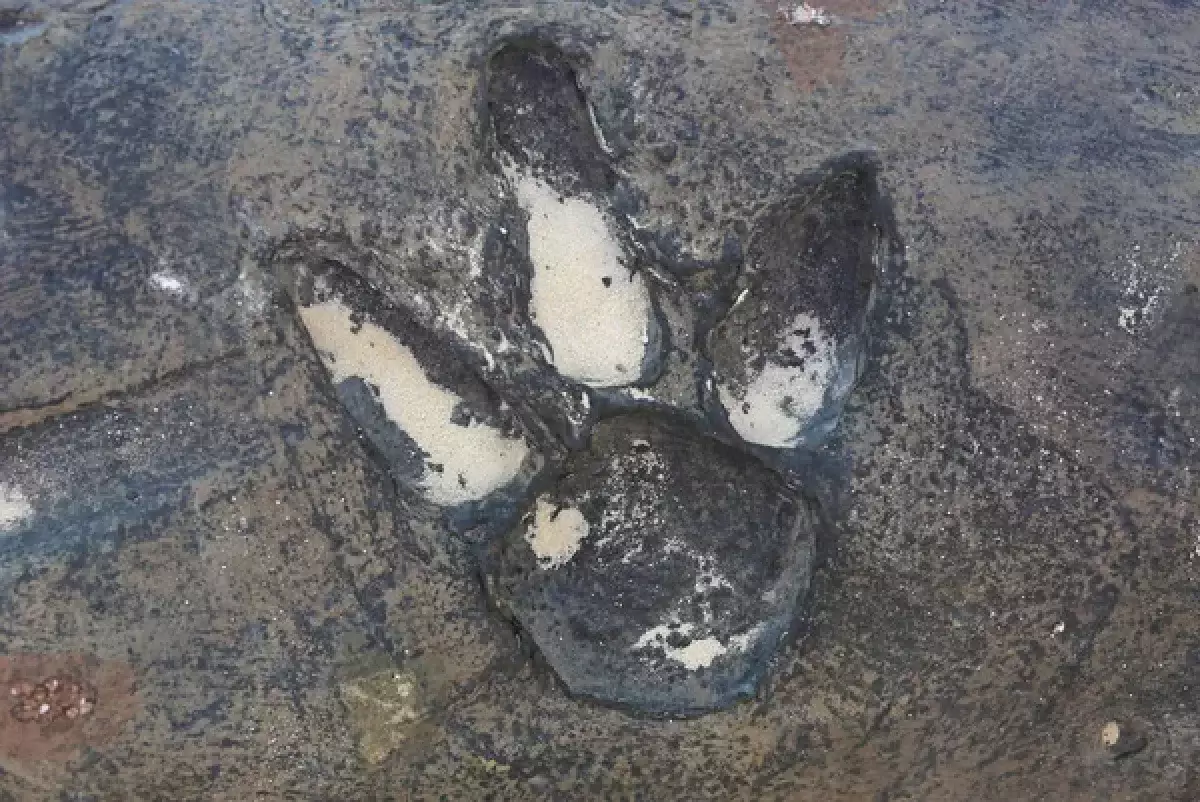 В итальянских горах обнаружены тысячи следов динозавров, которым более 200 млн лет