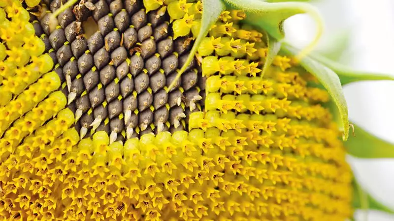 Казахстан собрал рекордный урожай масличных в 4,7 млн тонн.