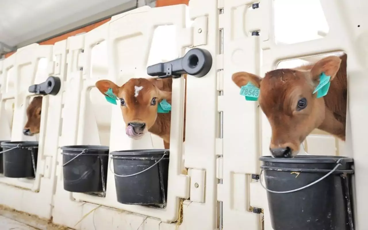 Молвест отправил в Казахстан 700 коров породы Джерси.