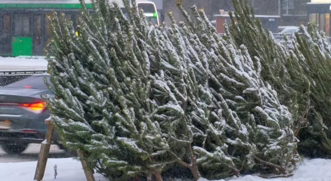 Из Челябинской области в Казахстан вывезли более 46 тысяч рождественских деревьев.