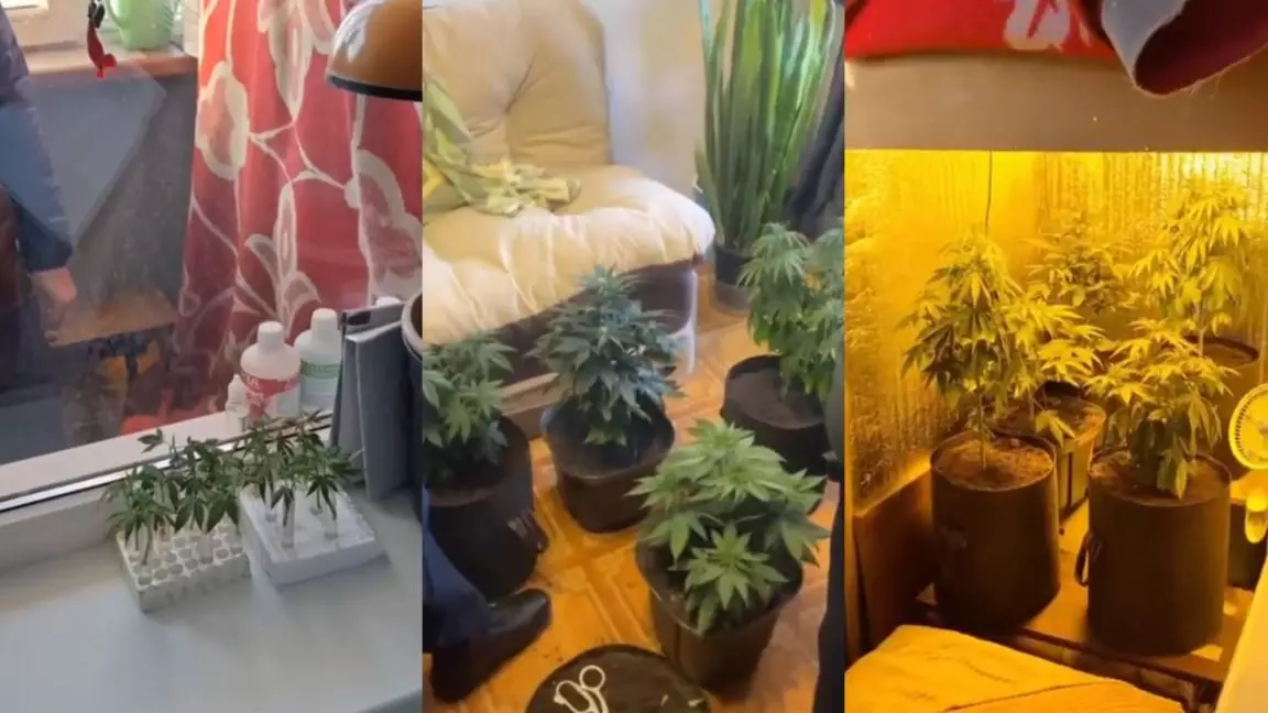 Ақтөбеде ер адам балконында марихуана өсірген