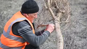 Алматыда 2030 жылға дейін қосымша 1,3 млн ағаш пен бұта егу жоспарланып отыр