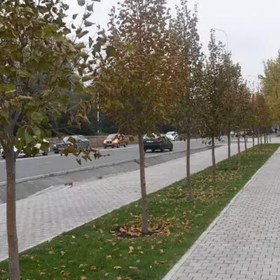 Аким Алматы сообщил о комплексном благоустройстве 11 улиц протяжённостью 49 километров