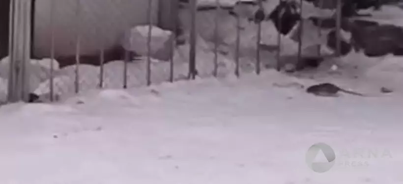 "Полчища крыс бегают по улицам": из-за нашествия грызунов страдают жители центрального района Семея