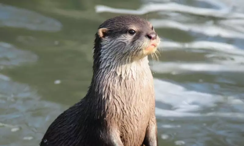 Редкую выдру из Красной книги заметили у Талдыкоргана