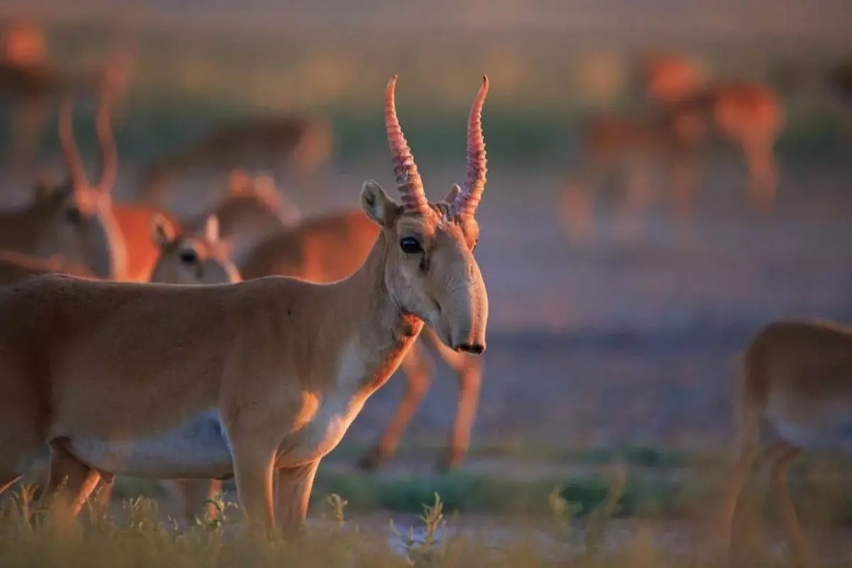 Сайгаки мигрировали в Россию: план по сокращению популяции в Казахстане выполнен лишь на четверть