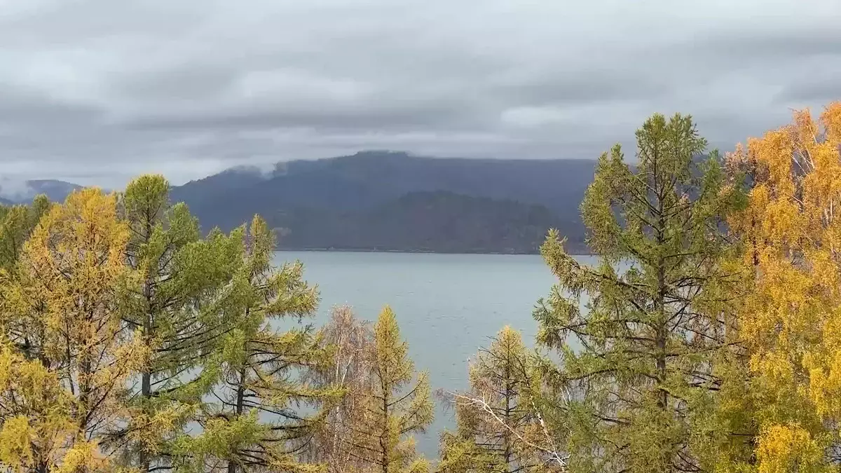 Ақмола облысында 2,2 млрд теңгенің орман алқаптары мемлекет меншігіне қайтарылды