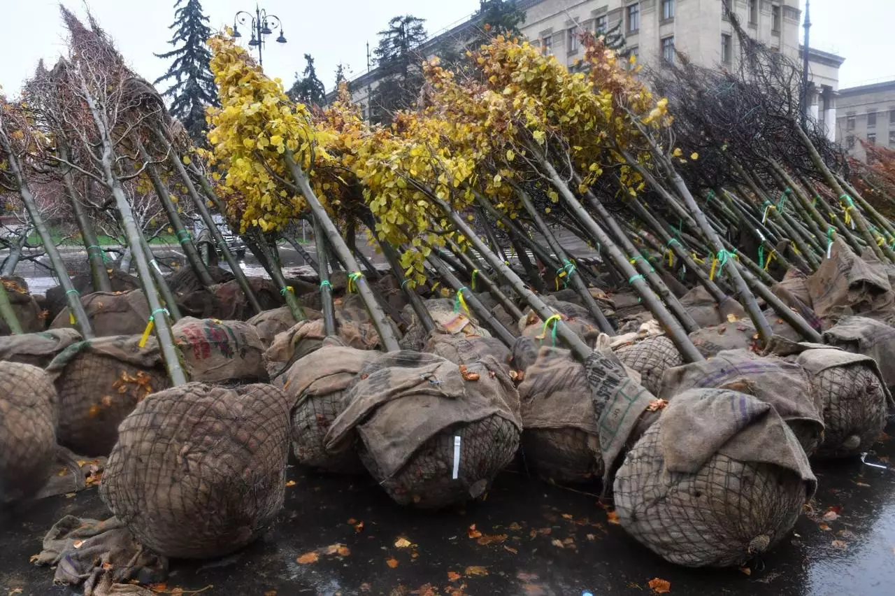 Еще 1,3 млн деревьев и кустарников хотят высадить до 2030 года в Алматы