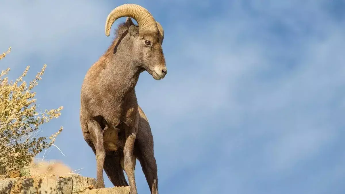 Архары попали на видео в Устюртском заповеднике - новости на Lada.kz 17.12.2025