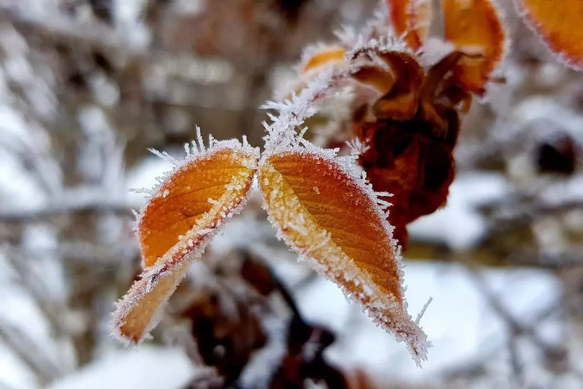 18 желтоқсанға арналған ауа райы болжамы