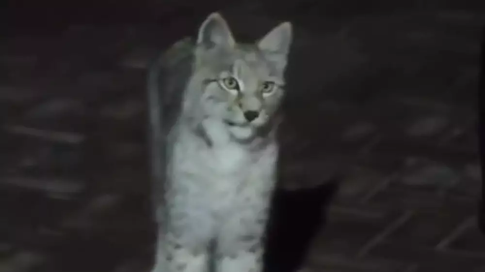 “Как он тут оказался?“: появление рыси в Алматы встревожило соцсети