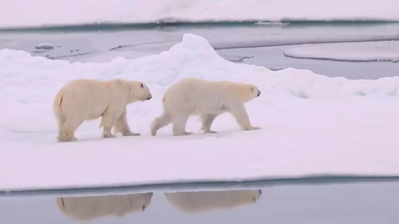 Арктикадағы ақ аюлар климатқа бейімделіп жатыр