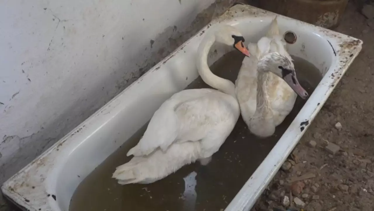 Қос аққу Баянауылда қыстап қалды