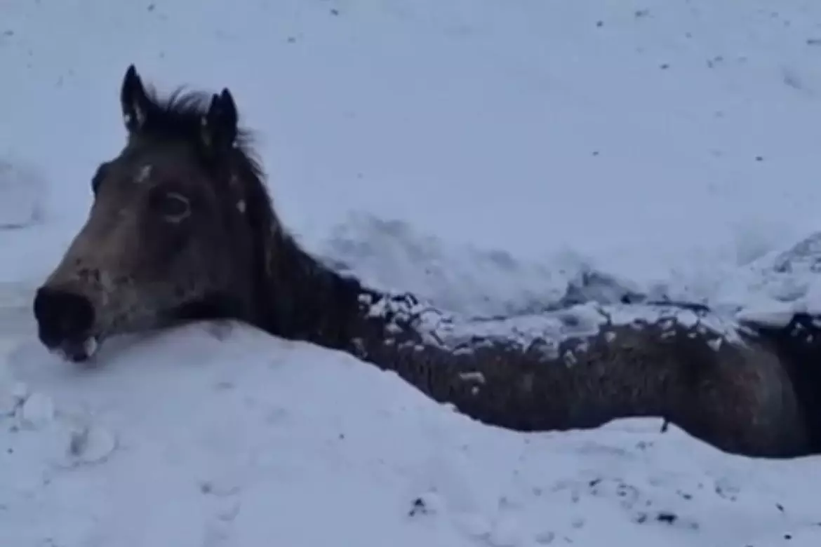 БҚО-да жылқылар қырылып жатыр: қарға батқан үйірге кім жауапты?