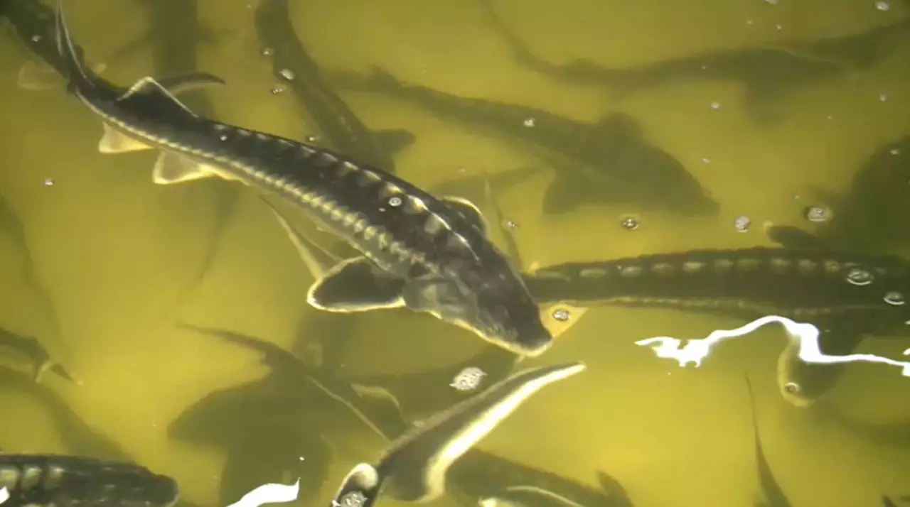 36 000 тонн рыбы произвели в Казахстане