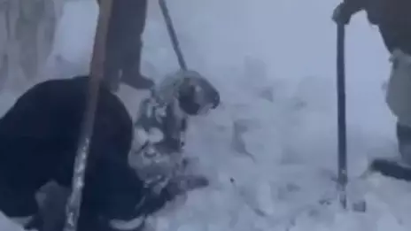 Боран кезінде тірідей көміліп қалған қойлар қар астынан шығарылды