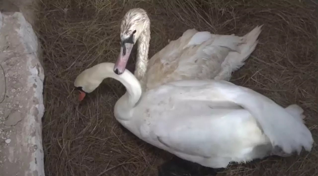 Лебедей спасли из ледяного плена в Баянаульском районе