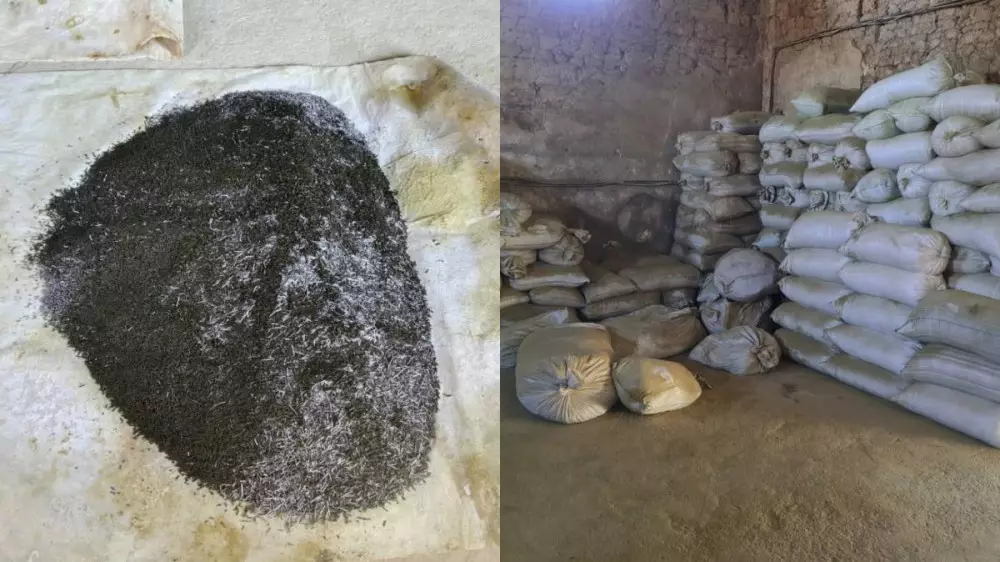 Подпольный цех с тоннами насвая нашли на юге Казахстана