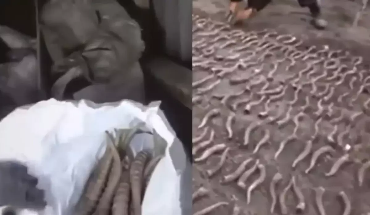 Жезқазған тұрғынының үйінен 300-ден аса киіктің мүйізі табылды