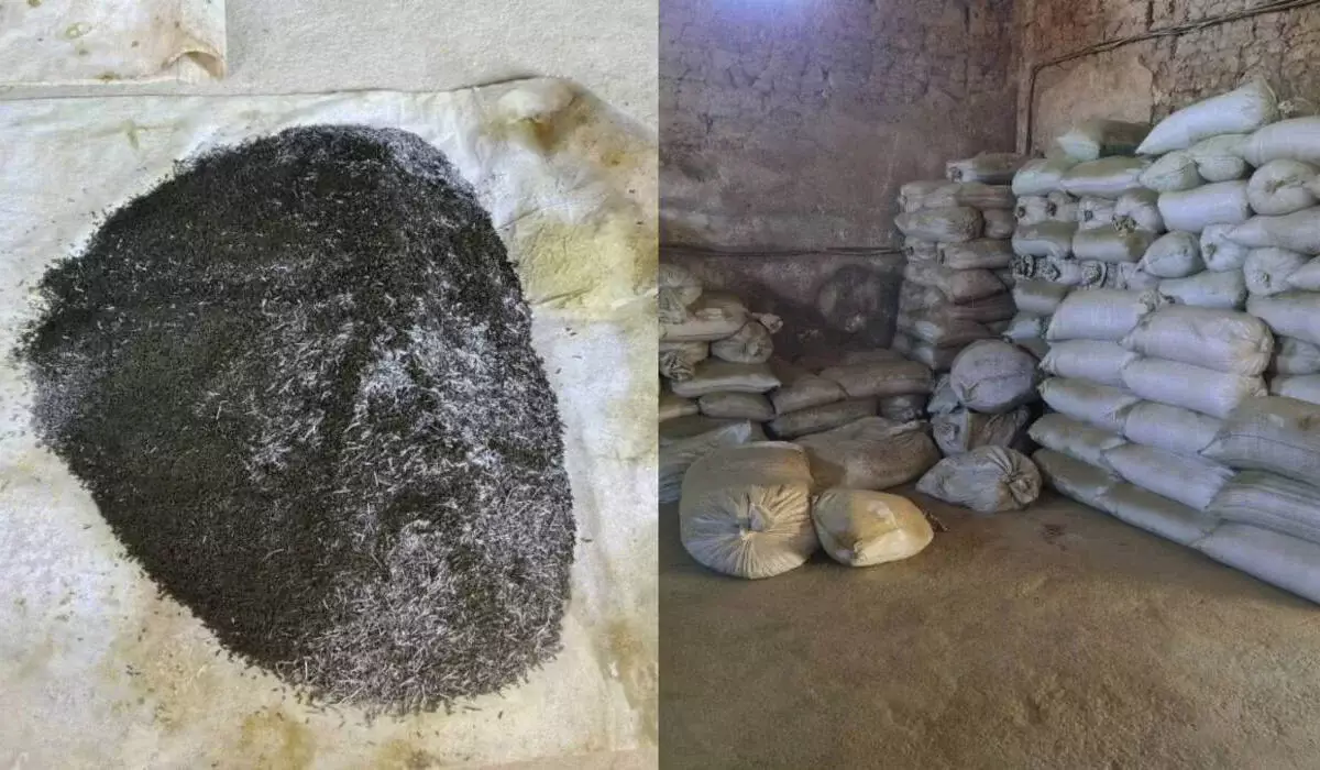 Тонны запрещенного насвая нашли в доме жителя Туркестанской области (ВИДЕО)