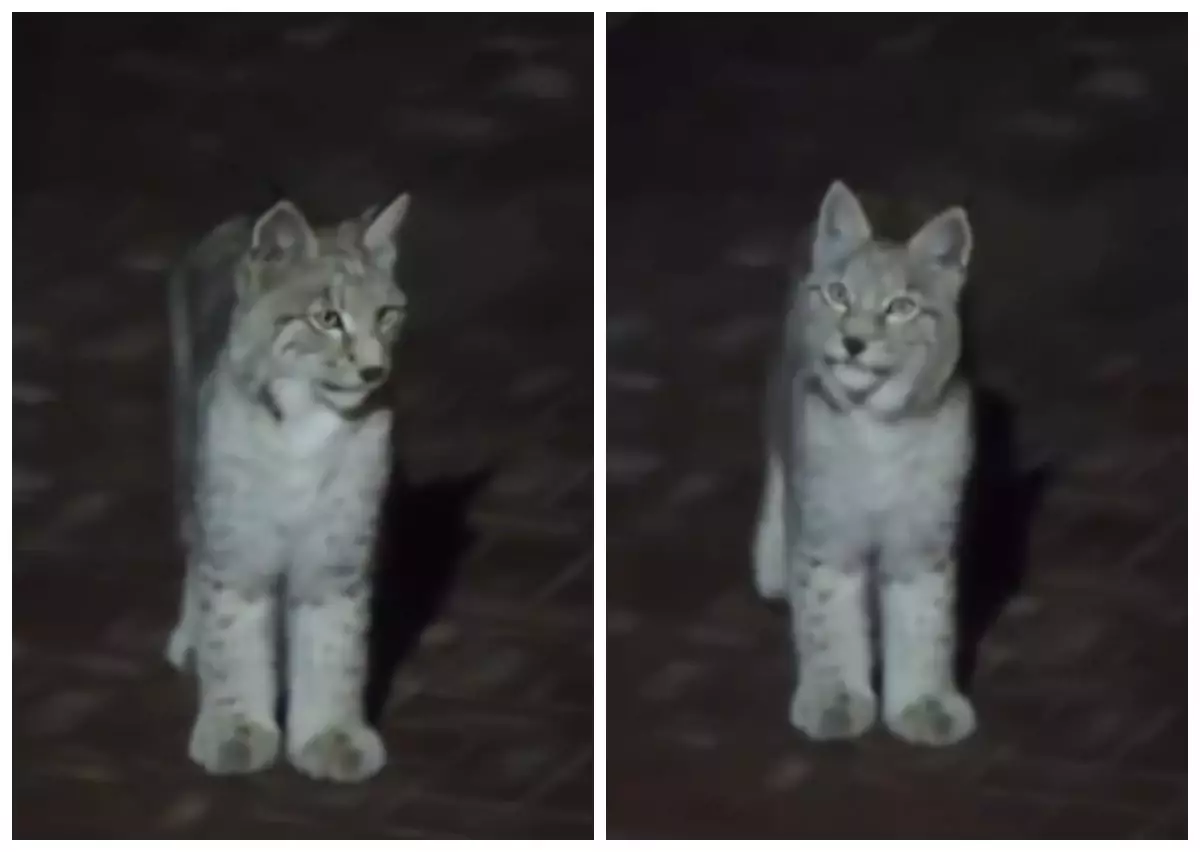 Алматыда көшеде еркін жүрген Қызыл кітапқа енген сілеусіннің төлі жұртты таңғалдырды