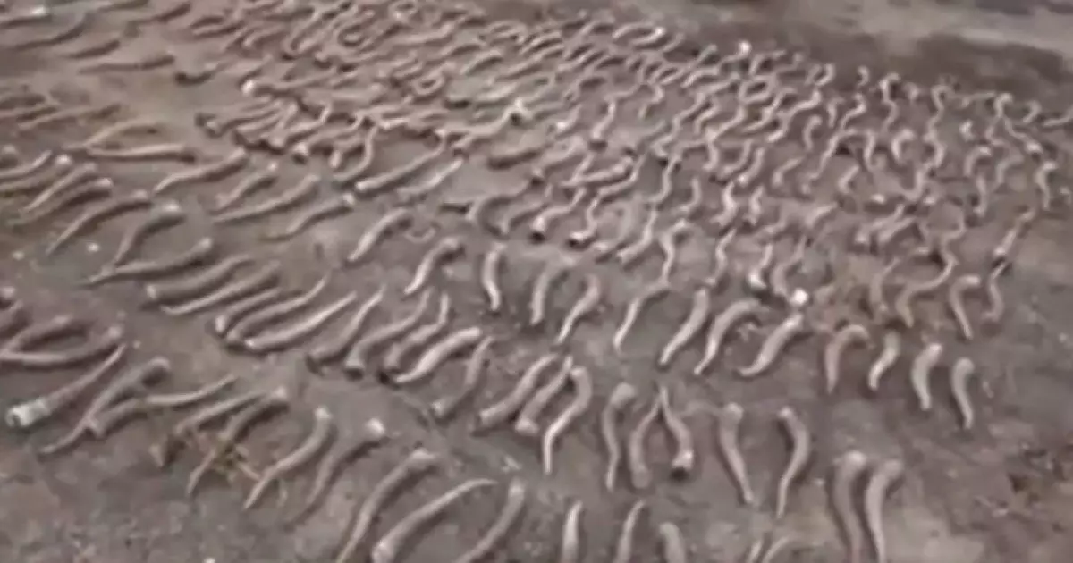  Жезқазған тұрғынынан 322 киік мүйізі тәркіленді 