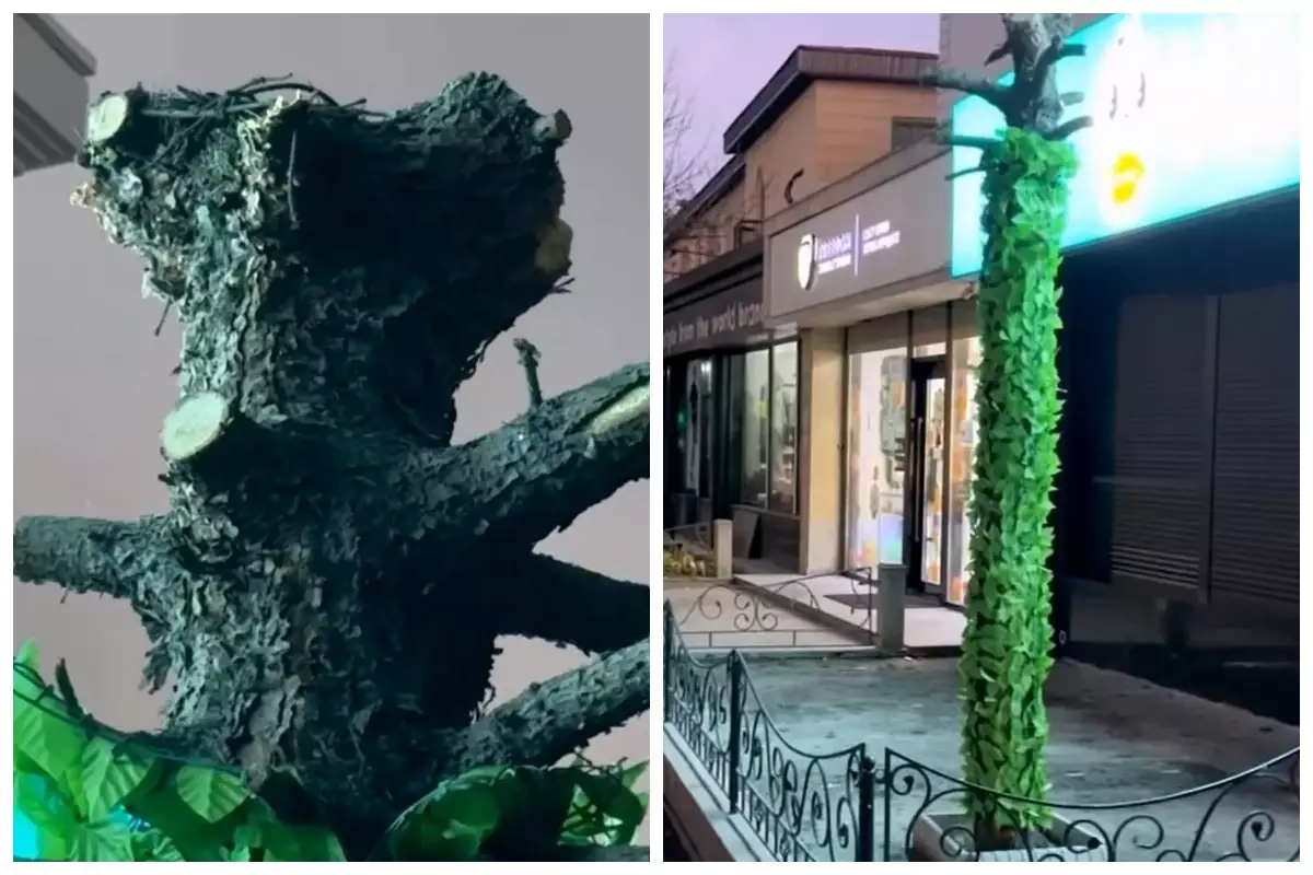 "Кафенің белгісін жауып тастаған": Таразда ер адам орталықтағы шыршаны кесіп тастады