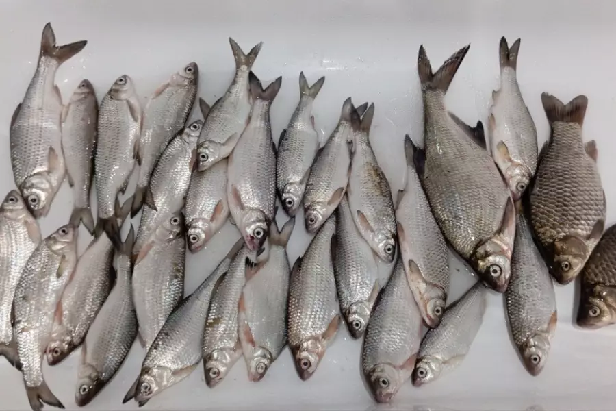 Из Астраханской области не выпустили около 3 тонн рыбы в Казахстан.