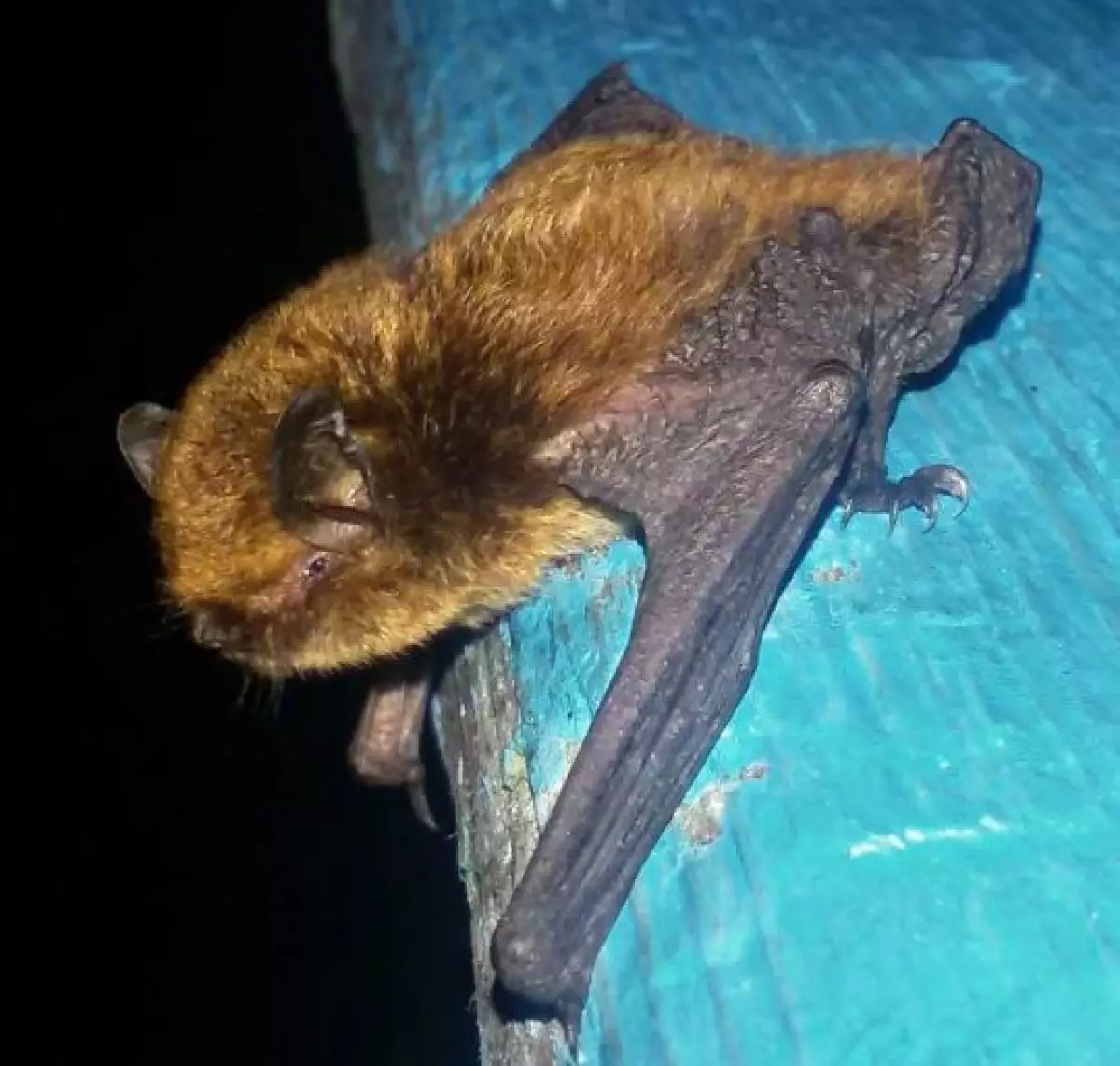 Редкий, слабоизученный вид ночниц замечен в ВКО