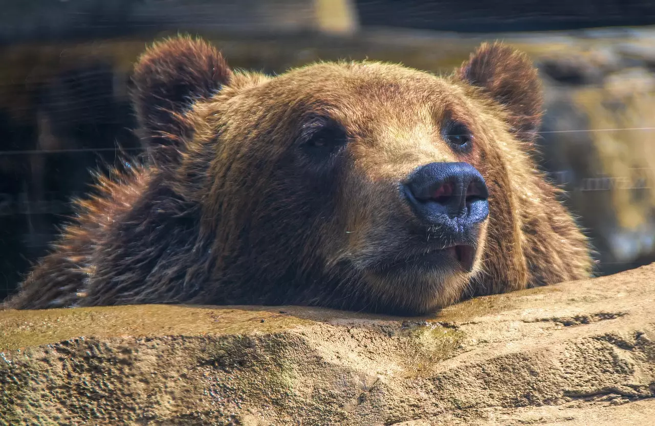 Аюлар қыста шынымен ұйқыға кете ме?