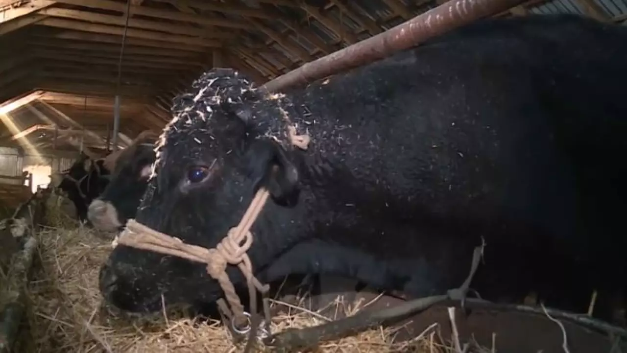 «Ауыл аманаты»: 9 тысяч жителей открыли своё дело