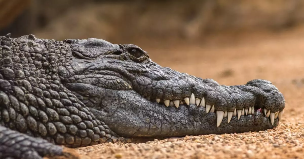  Индонезияда он жастағы бала қолтырауынға жем болды 