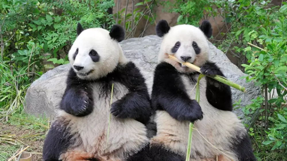 Из-за напряжённости между Токио и Пекином последние в Японии панды вернутся в Китай