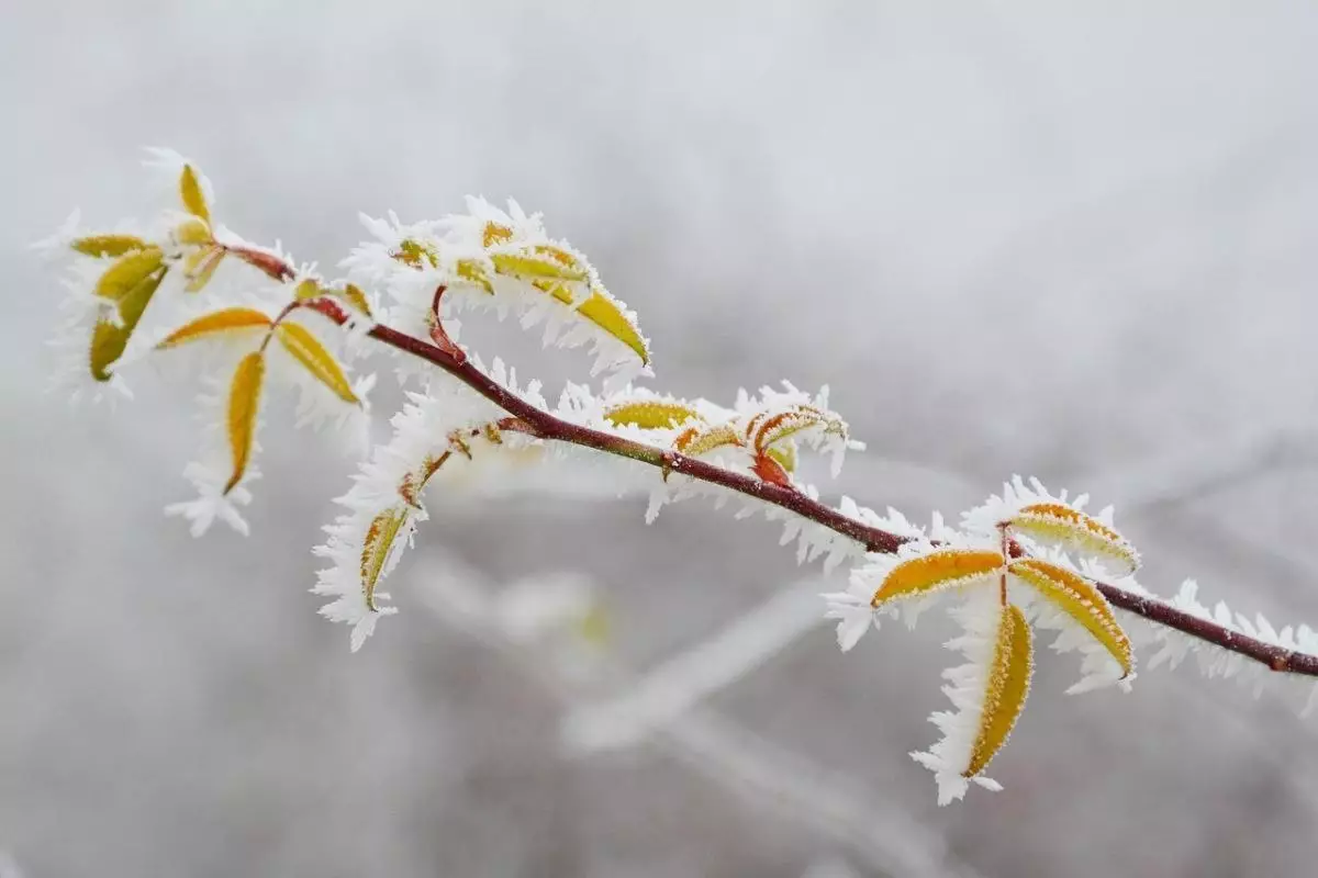19 желтоқсан күні елімізде ауа райы қандай болады?
