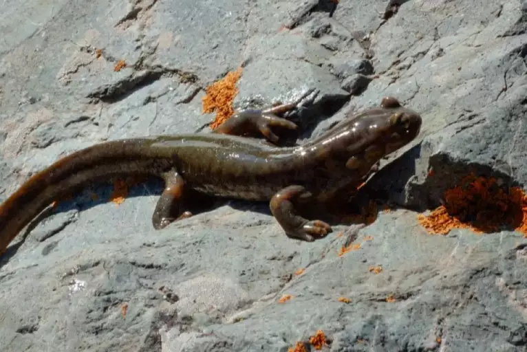 В Казахстане сократили перечень животных Красной книги