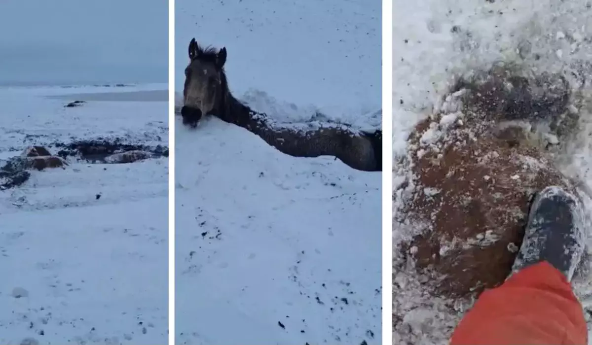 Табун лошадей погиб во время бурана в ЗКО (ВИДЕО)