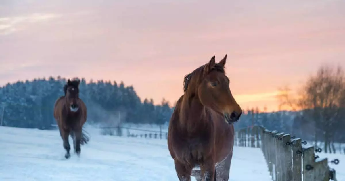 БҚО-да бір үйір жылқы қырылып қалған (ВИДЕО) 