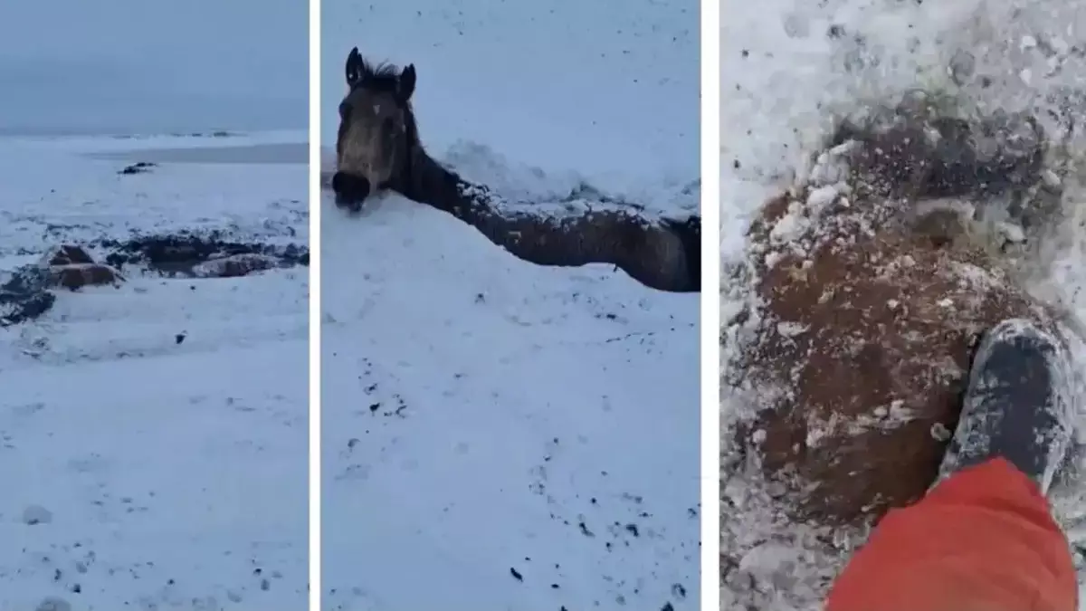 "Қырылып қалған" - Батыс Қазақстанда қарлы-боранда бір үйір жылқы баудай түсті (ВИДЕО)