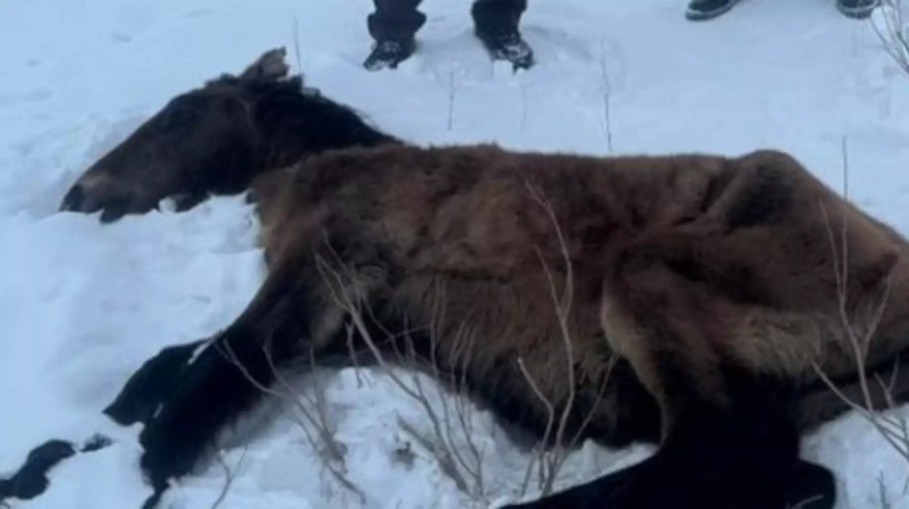 "Көлшікке түсіп кетіп, қатып қалған". Батыс Қазақстанда бір үйір жылқы қырылып қалды 