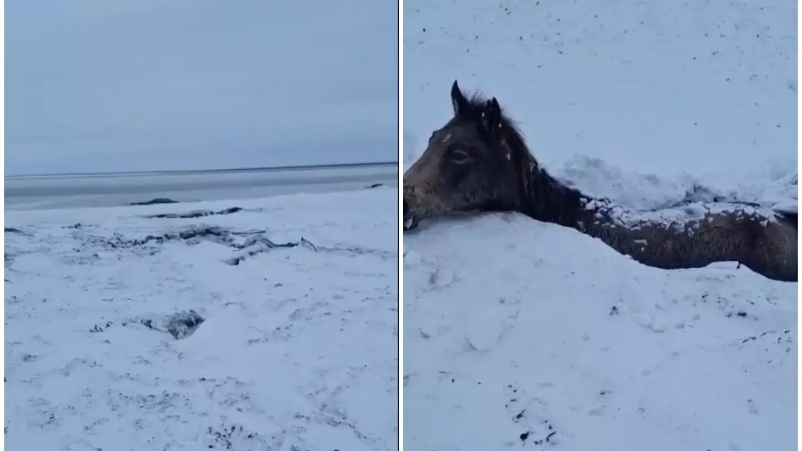 БҚО-да боран кезінде бір табын жылқы қырылды