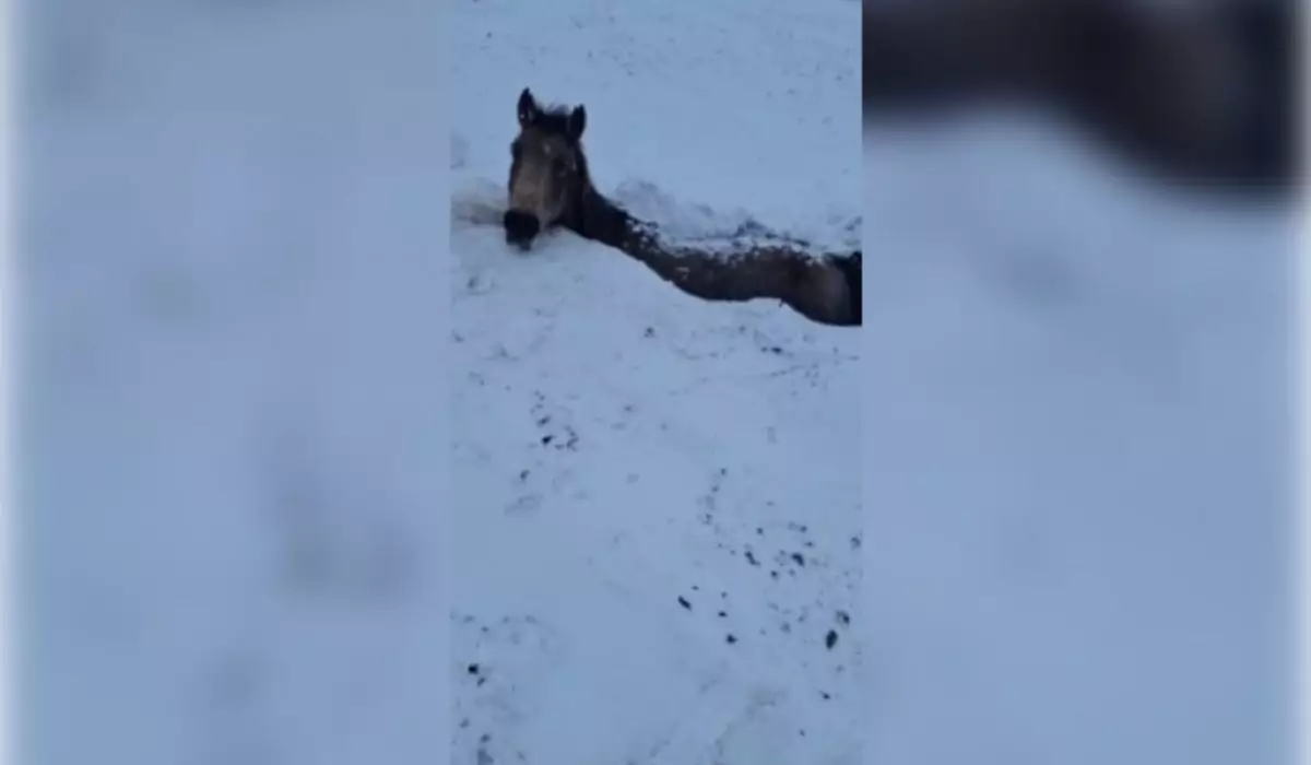 Табун лошадей погиб во время бурана в ЗКО