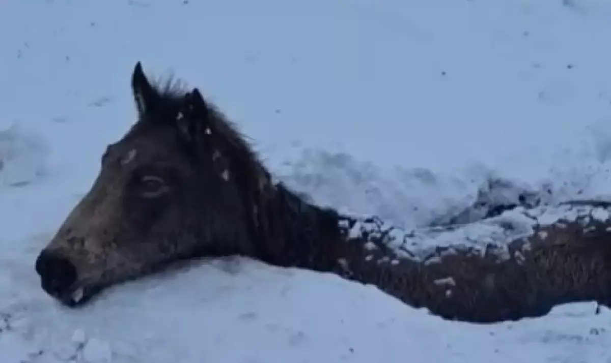 Ледяной плен: табун лошадей погиб во время бурана в ЗКО