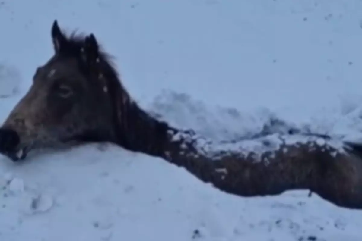 Табун лошадей погиб на водоеме во время бурана в ЗКО