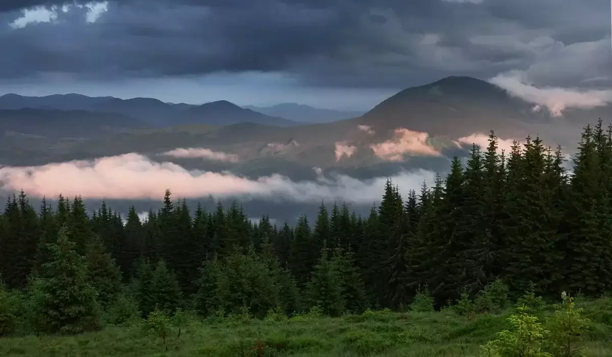 Қазақстанда биыл ормандарды қалпына келтіру үшін 1,5 млрд көшет егілді