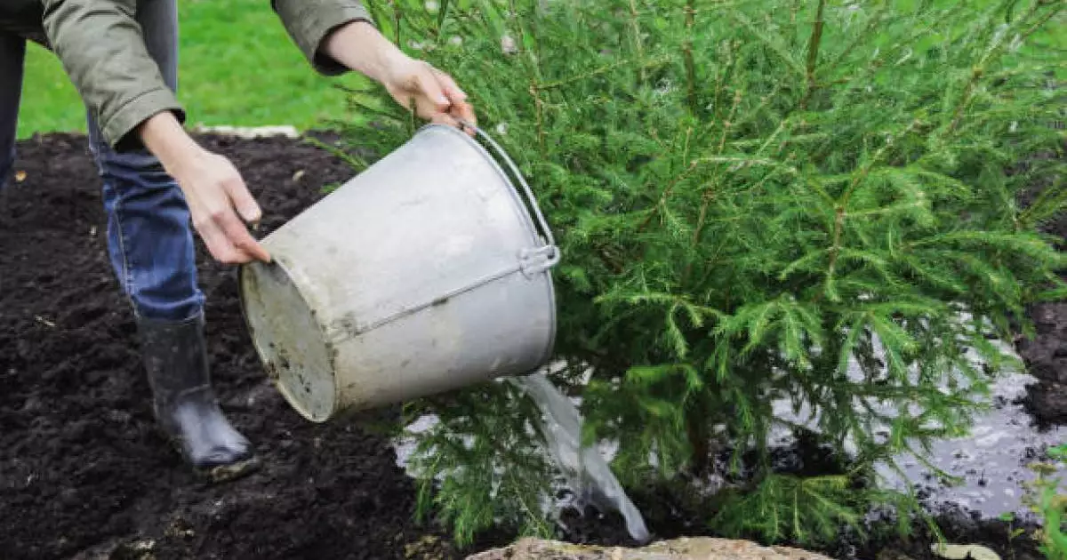  Қазақстанда ормандарды қалпына келтіру үшін 1,5 млрд көшет отырғызылды 