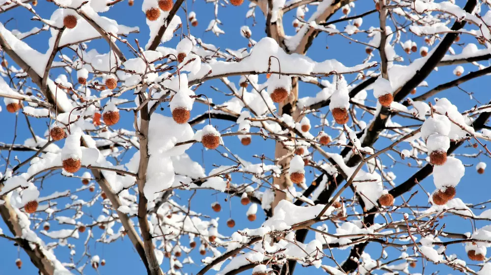 Морозы до 35 градусов надвигаются на Казахстан