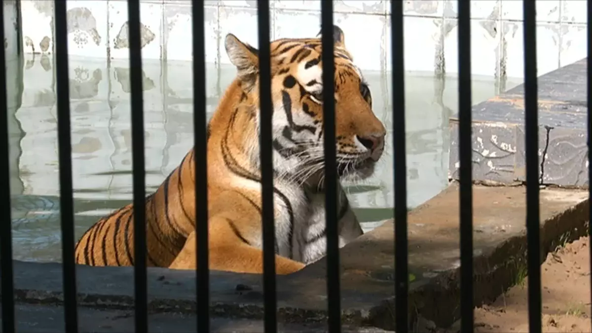 Елімізге келер жылы бірнеше кертағы мен жолбарыс жеткізіледі