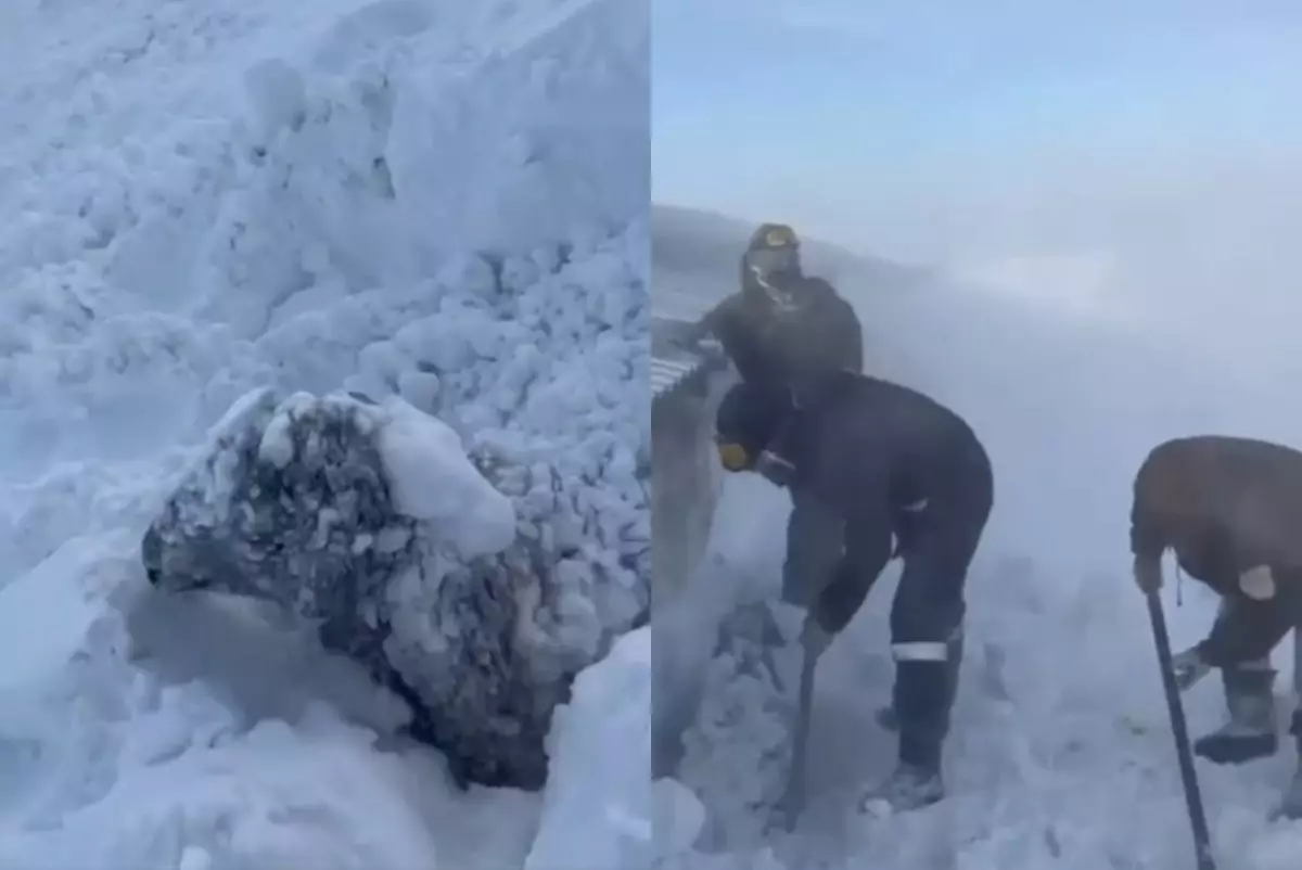 Батыс Қазақстанда қойлар тірідей қарға көміліп, үсіп өлді